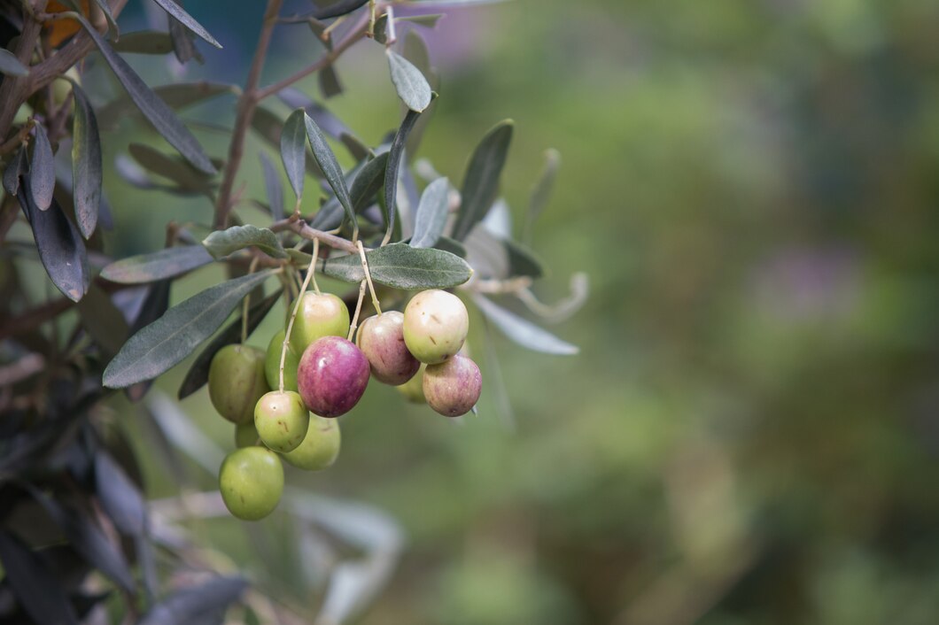 Jak specjalistyczne nawozy dla drzewek oliwnych wspierają ich zdrowy wzrost i piękno?