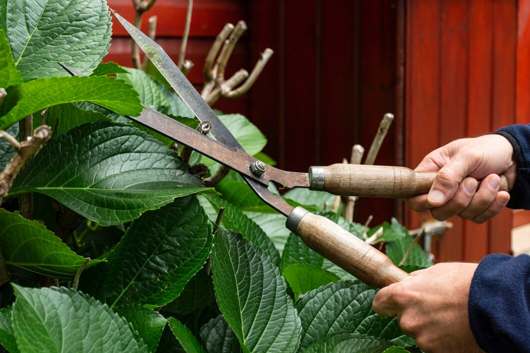 Jak prawidłowo pielęgnować drzewa w swoim ogrodzie – profesjonalne porady